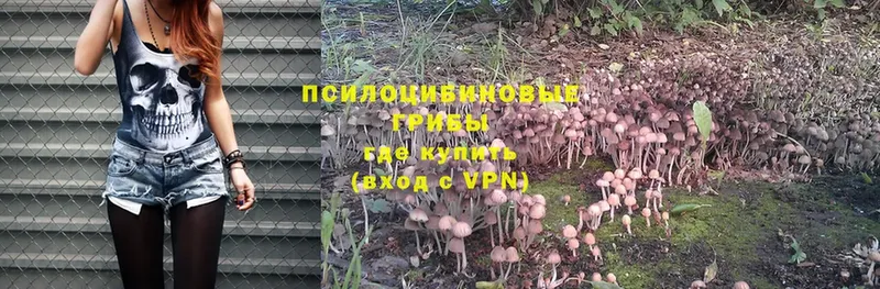 Псилоцибиновые грибы Psilocybe  Заозёрск 